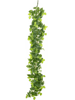Philodendron