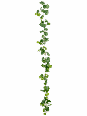 Grape Ivy