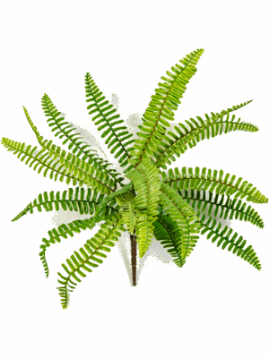 Fern Boston