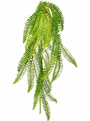 Fern Boston
