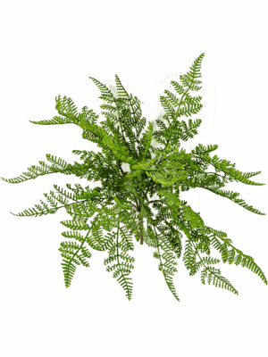Fern Wood
