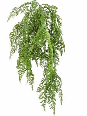 Fern Wood