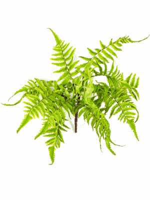 Fern Cinnamon