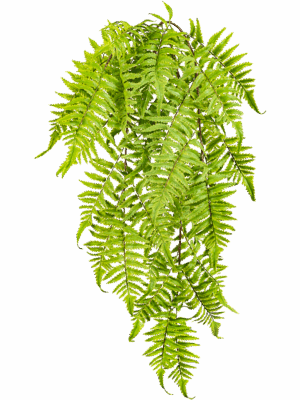Fern Cinnamon