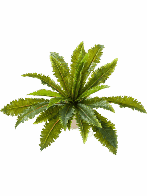 Fern Margarintum