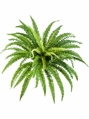 Fern Forest