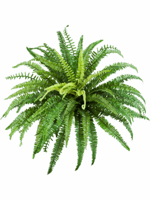 Fern Forest