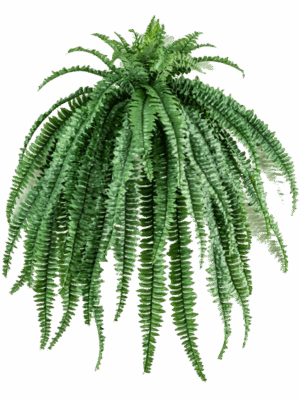 Fern