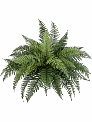 Fern