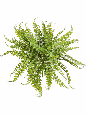 Asplenium Maidenhair