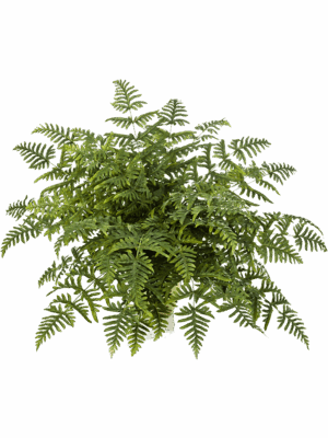 Athyrium