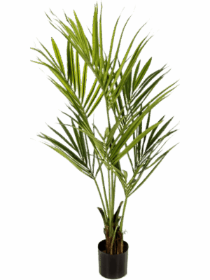 Kentia