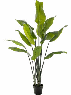 Strelitzia Traveller