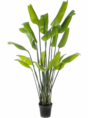 Strelitzia Traveller