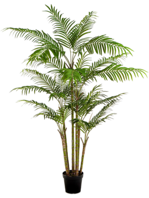 Bamboo