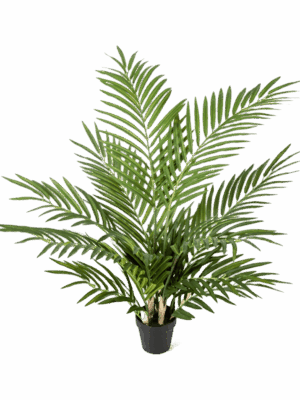 Areca