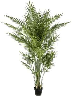 Areca
