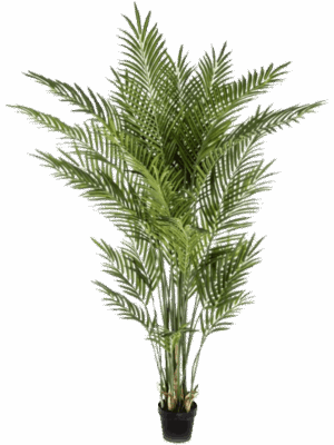 Areca