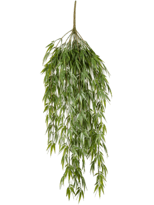 Bamboo