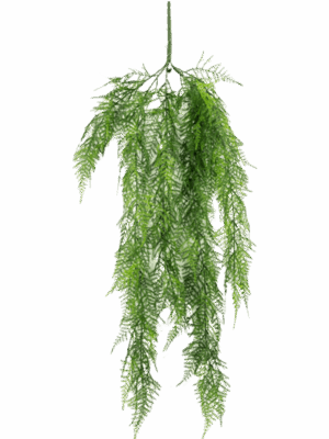Asparagus