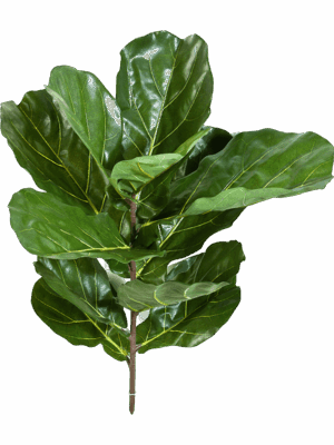 Ficus Lyrata Fiddle