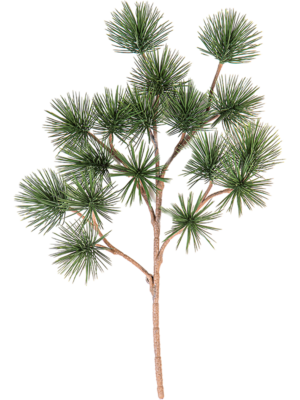 Bonzai Pinus Parviflor