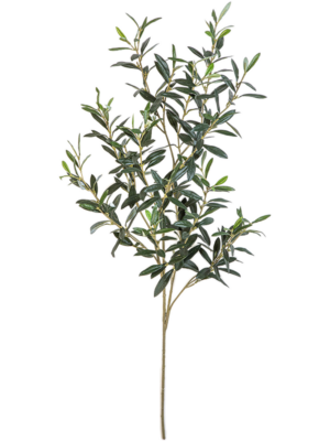 Giant Olive