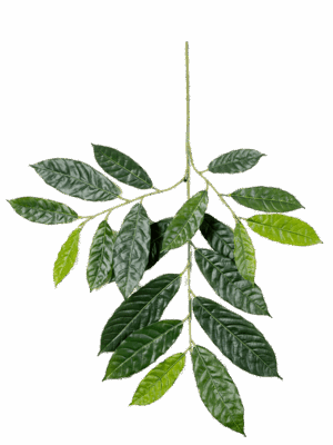 Cacao
