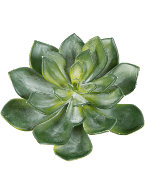 Echeveria