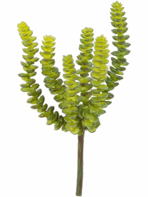 Crassula Perforata