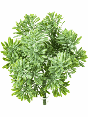 Dusty Miller