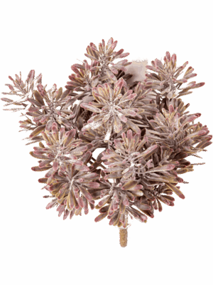 Dusty Miller