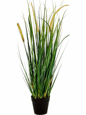 Grass Foxtail