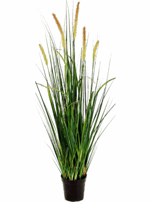 Grass Foxtail