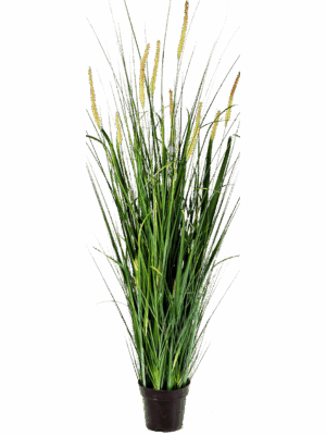 Grass Foxtail