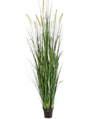Grass Foxtail Wild