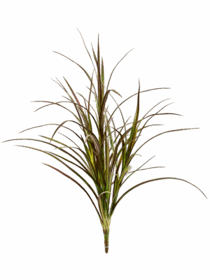 Grass Natural