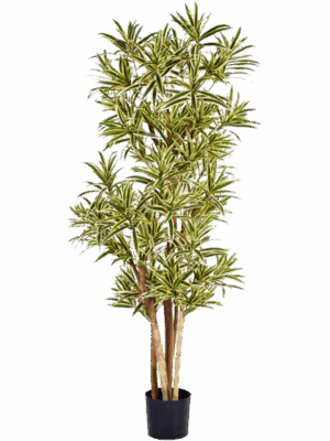 Dracaena Reflexa