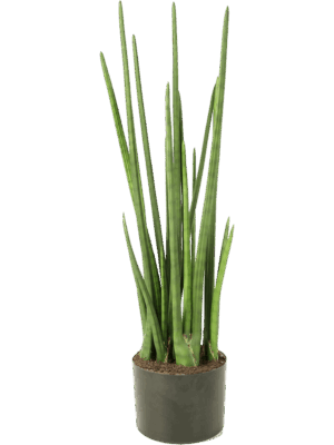 Baton