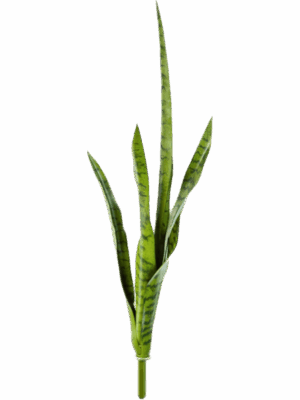 Sansevieria