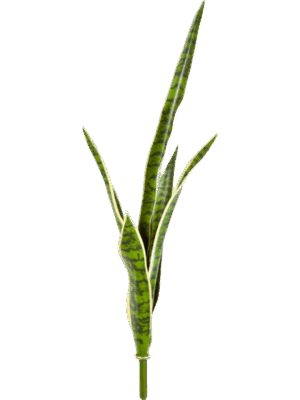 Sansevieria