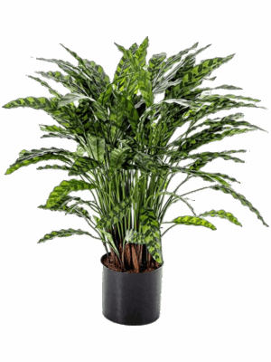 Calathea