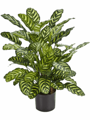 Calathea