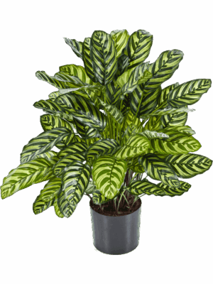Calathea