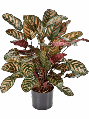 Calathea