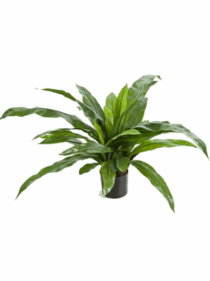 Asplenium
