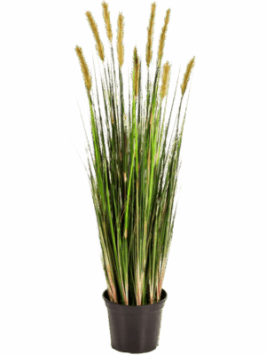 Grass Foxtail