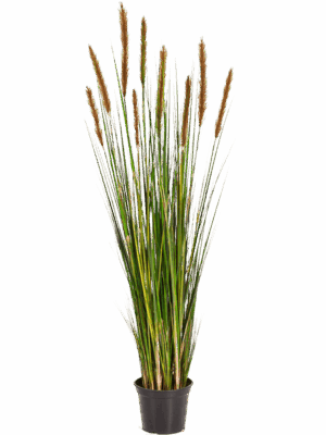 Grass Foxtail