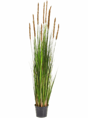 Grass Foxtail