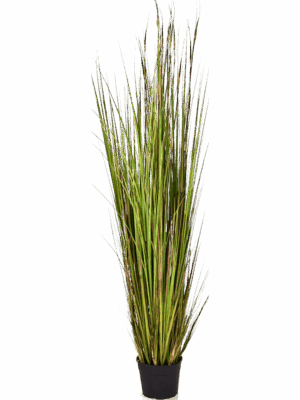 Grass Bamboo